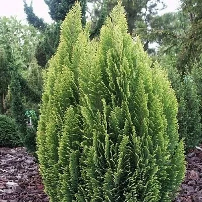 Кипарисовик ЭЛВУДИ ЭМПАЙР лавсана  Кипарисовик ЭЛВУДИ ЭМПАЙР лавсана в Тамбове