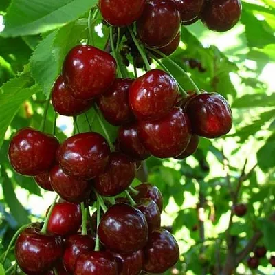 Вишня ВОСТОРГ колонновидная  Вишня ВОСТОРГ колонновидная в Тамбове