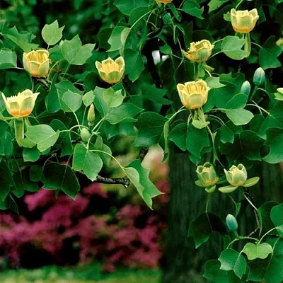 Лириодендрон Лириодендрон в Тамбове