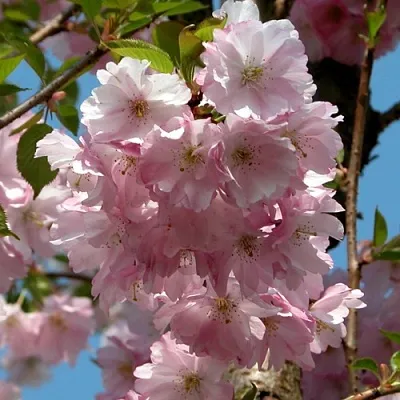 Вишня АККОЛЕЙД цветущая  Вишня АККОЛЕЙД цветущая в Тамбове