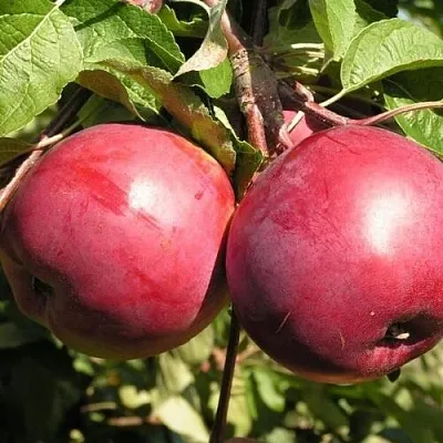 Яблоня ДАРУНАК в Тамбове