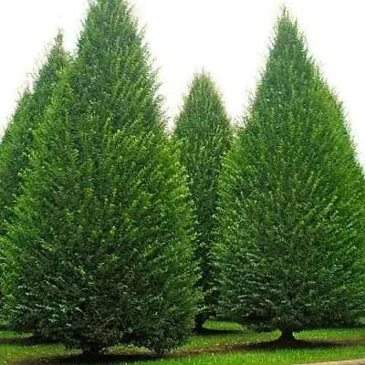 Граб  в Тамбове