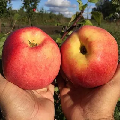 Яблоня КОВРОВОЕ стелющаяся в Тамбове
