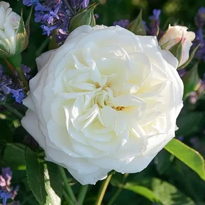 Саженцы роз АЛАБАСТЕР флорибунда  Саженцы роз АЛАБАСТЕР флорибунда в Тамбове