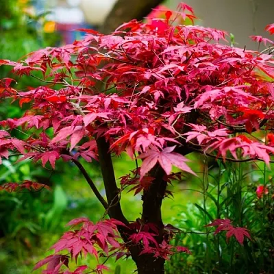 Клен дланевидный АТРОПУРПУРЕУМ  Клен дланевидный АТРОПУРПУРЕУМ в Тамбове