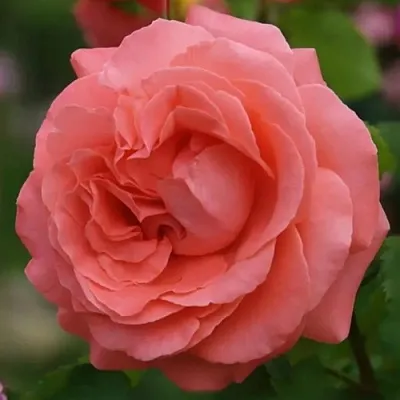 Саженцы роз ДИДИ БРИДЖУОТЕР плетистая  Саженцы роз ДИДИ БРИДЖУОТЕР плетистая в Тамбове