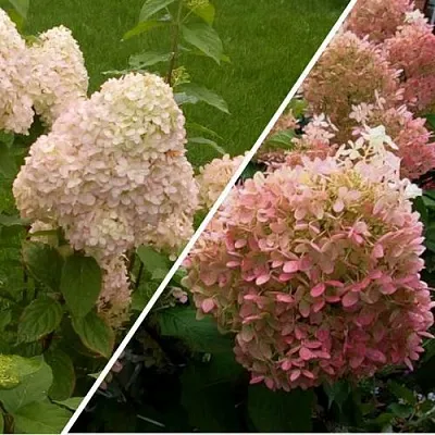 Комплект НЕЖНЫЕ ЧУВСТВА в Тамбове