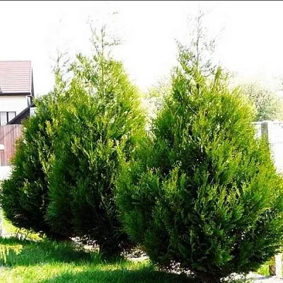 Туя АТРОВИРЕНС складчатая в Тамбове