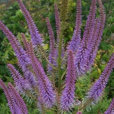 Вероникаструм ФАСЦИНЕЙШН в Тамбове