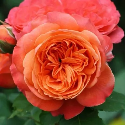 Саженцы роз ЭМИЛЬЕН ГИЙО шраб  Саженцы роз ЭМИЛЬЕН ГИЙО шраб в Тамбове