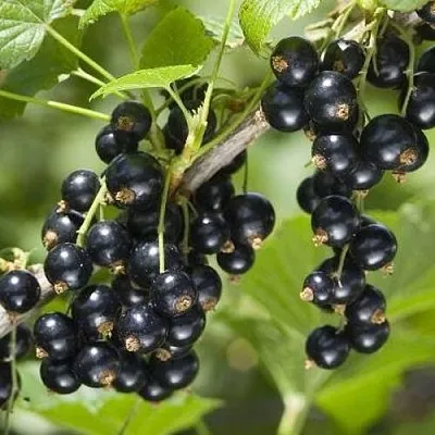 Смородина чёрная ВОЛШЕБНИЦА  Смородина чёрная ВОЛШЕБНИЦА в Тамбове