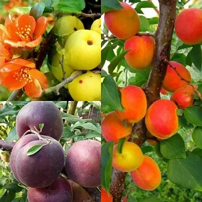 Комплект САД ДЛЯ ГУРМАНА в Тамбове