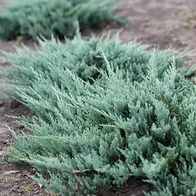 Можжевельник БЛЮ ЧИП горизонтальный  Можжевельник БЛЮ ЧИП горизонтальный в Тамбове