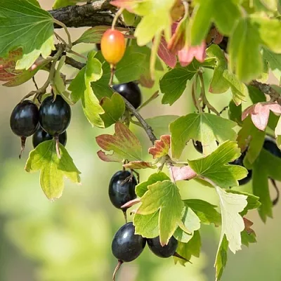 Смородина золотистая БЛЭЙКСТ в Тамбове