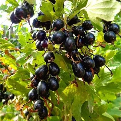 Смородина золотистая ОВАЛЬНАЯ  Смородина золотистая ОВАЛЬНАЯ в Тамбове