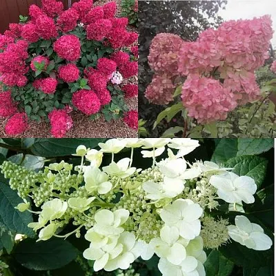 Комплект САД ЭМОЦИЙ в Тамбове