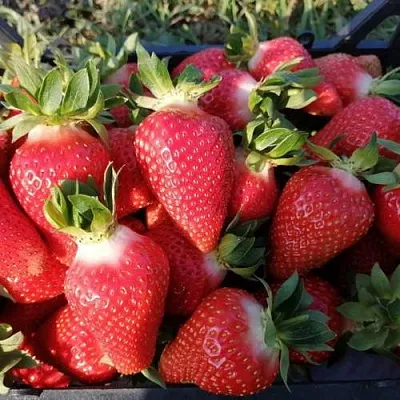 Клубника ЛЮЧИЯ  Клубника ЛЮЧИЯ в Тамбове