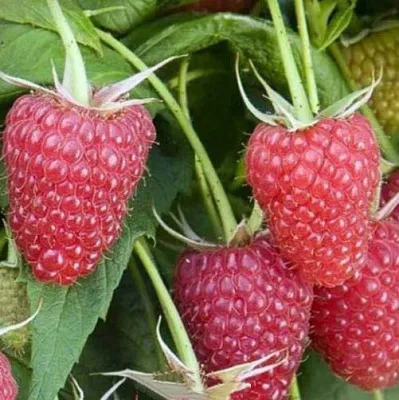 Малина ЕВРАЗИЯ  Малина ЕВРАЗИЯ в Тамбове