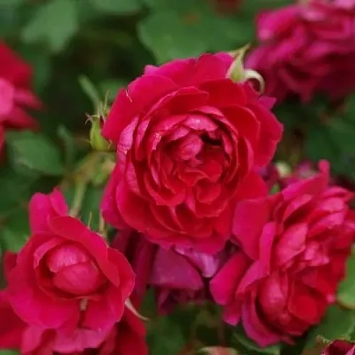 Саженцы роз КВАДРА плетистая  Саженцы роз КВАДРА плетистая в Тамбове