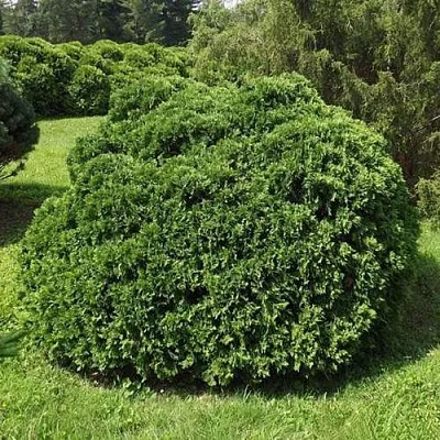 Туя УМБРАКУЛИФЕРА западная в Тамбове