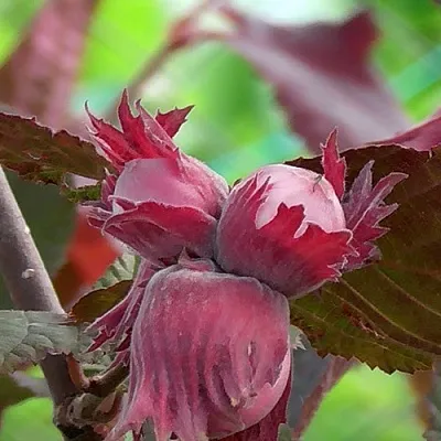 Фундук КАРДИНАЛ  Фундук КАРДИНАЛ в Тамбове