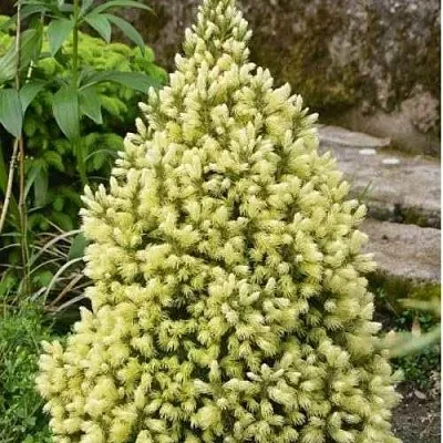 Ель МАЙГОЛД колючая  Ель МАЙГОЛД колючая в Тамбове