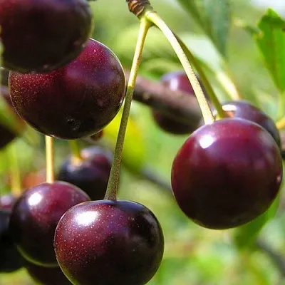 Вишня ЛИВЕНСКАЯ  Вишня ЛИВЕНСКАЯ в Тамбове