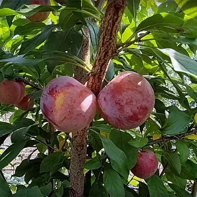 Плуот ГЕО ПРАЙД в Тамбове