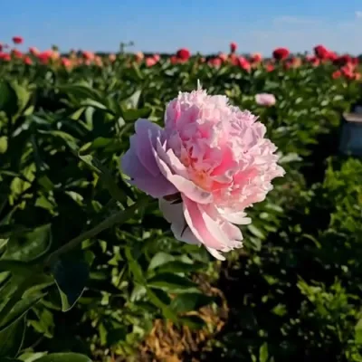 Пион ИМПЕРАТОРСКАЯ НАЛОЖНИЦА древовидный в Тамбове