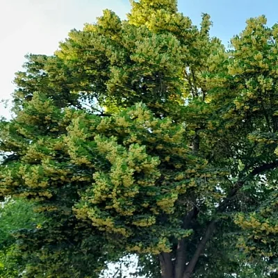 Липа Липа в Тамбове