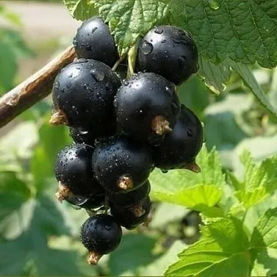 Смородина черная ПИГМЕЙ  Смородина черная ПИГМЕЙ в Тамбове