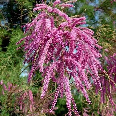 Тамарикс ПИНК КАСКАД в Тамбове