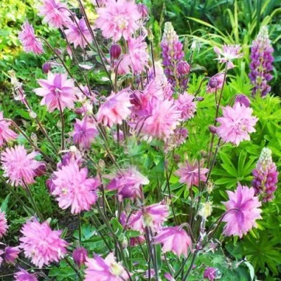 Аквилегия БАРЛОУ ПИНК гибрид МакКаны — описание сорта Аквилегия БАРЛОУ ПИНК гибрид МакКаны в Тамбове