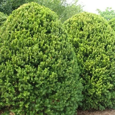 Тис  Тис в Тамбове