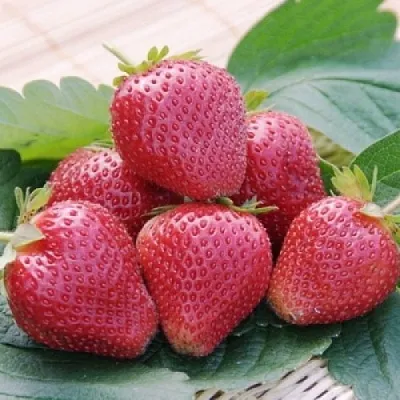 Клубника ВИМА КСИМА  Клубника ВИМА КСИМА в Тамбове