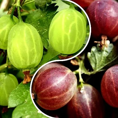 Комплект СКАЗКА в Тамбове