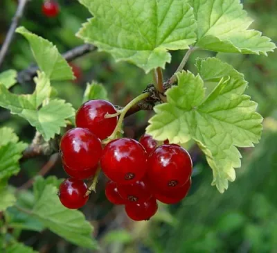 Смородина альпийская ШМИДТ  Смородина альпийская ШМИДТ в Тамбове