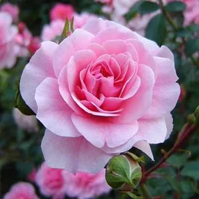 Саженцы роз БОНИКА флорибунда  Саженцы роз БОНИКА флорибунда в Тамбове