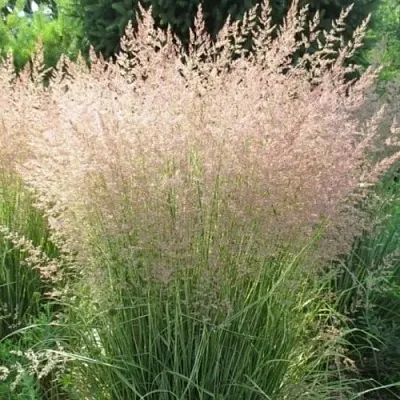 Вейник ОВЕРДАМ остроцветковый в Тамбове