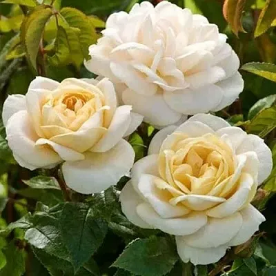 Саженцы роз ДЖЕЙ ПИ КОННЕЛ шраб  Саженцы роз ДЖЕЙ ПИ КОННЕЛ шраб в Тамбове