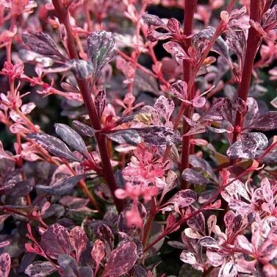 Барбарис АРЛЕКИН тунберга в Тамбове