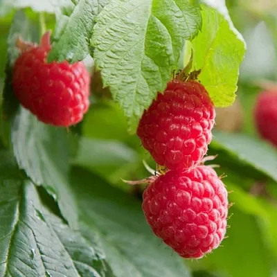 Малина МАРАВИЛЛА  Малина МАРАВИЛЛА в Тамбове