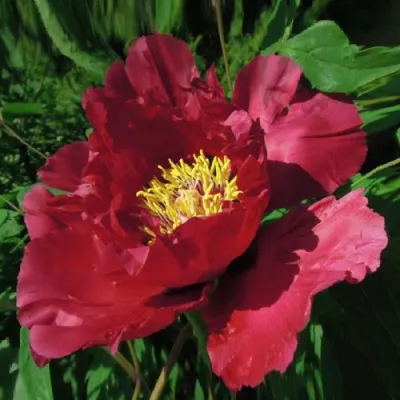 Пион КРАСНЫЙ ЛОТОС древовидный в Тамбове