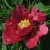 Пион КРАСНЫЙ ЛОТОС древовидный — описание сорта Пион КРАСНЫЙ ЛОТОС древовидный в Тамбове