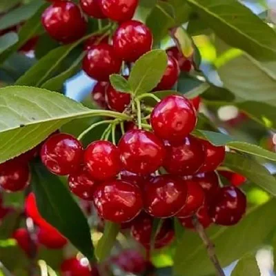 Вишня ГИРЛЯНДА  Вишня ГИРЛЯНДА в Тамбове