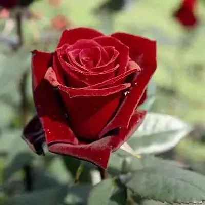 Саженцы роз ТАБУ чайно-гибридная в Тамбове