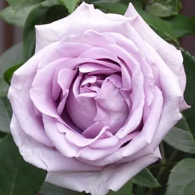 Саженцы роз ИНДИГОЛЕТТА плетистая  Саженцы роз ИНДИГОЛЕТТА плетистая в Тамбове