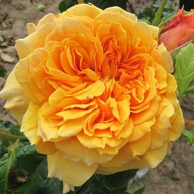 Саженцы роз ЛЕА ТУТУ шраб  Саженцы роз ЛЕА ТУТУ шраб в Тамбове