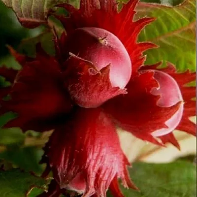 Фундук БАГРЯНЕЦ  Фундук БАГРЯНЕЦ в Тамбове