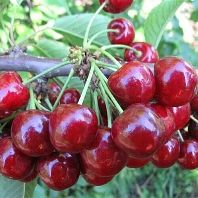 Вишня ДЕСЕРТНАЯ МОРОЗОВОЙ  Вишня ДЕСЕРТНАЯ МОРОЗОВОЙ в Тамбове